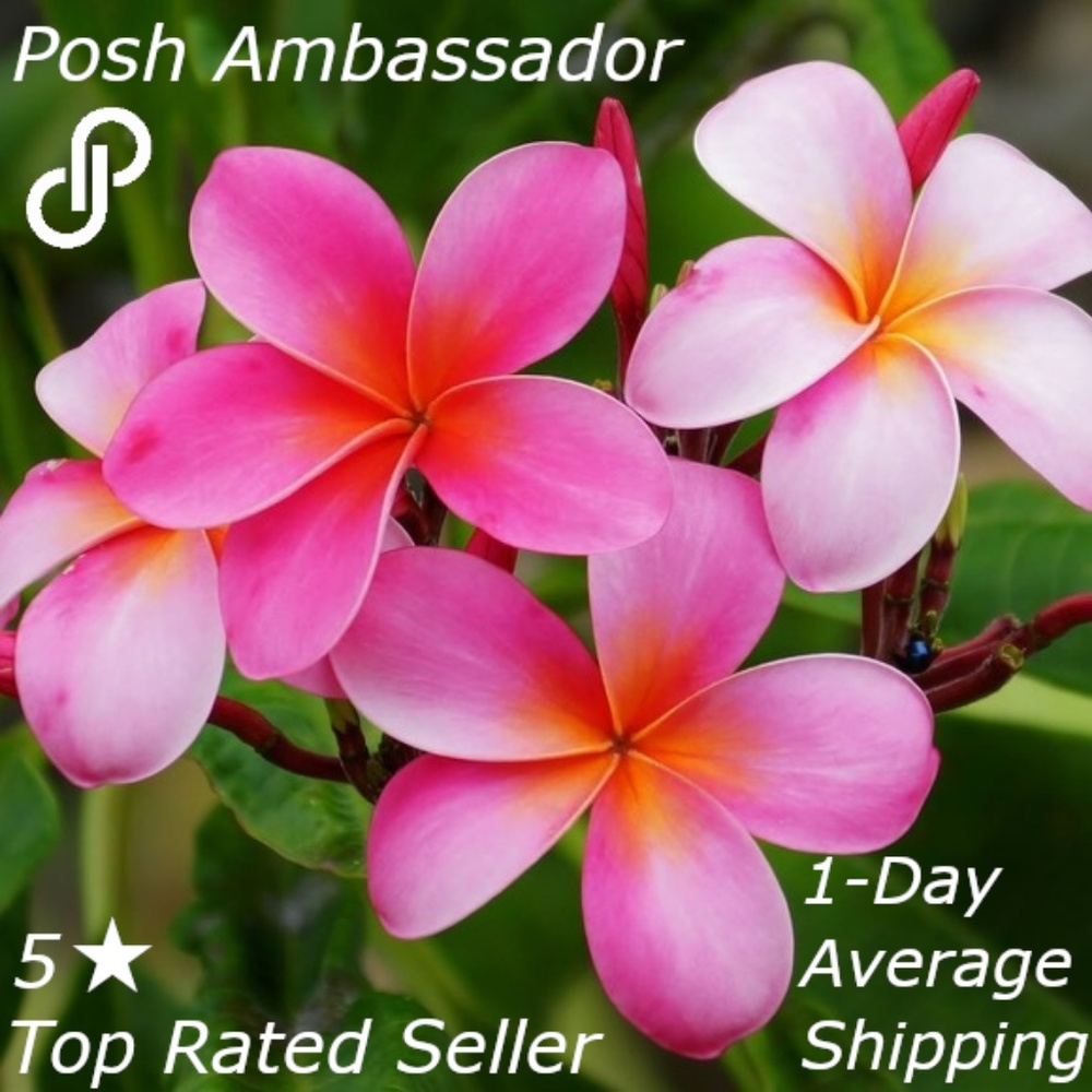 Meet your Posher, Kim